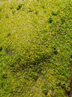 yeşil yosun dokusu arkaplanı