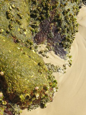 Bitkilerle çevrili kumlu bir sahilin yakın çekim görüntüsü.