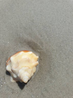 Sahildeki bir deniz kabuğunun yakın plan çekimi.