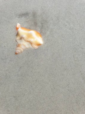 Kumsalda deniz kabukları