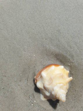 Kumsalda deniz kabuğu