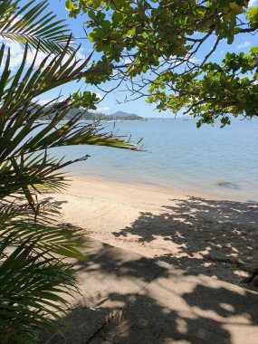 Parktaki tropik palmiye ağaçları