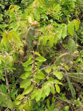 yeşil yapraklar, bitkiler ve yapraklar