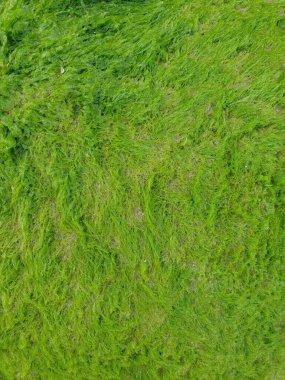 Nehir kıyısında yeşil yosunlar