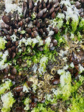 Siyah ve beyaz mantar yığınını kapat.