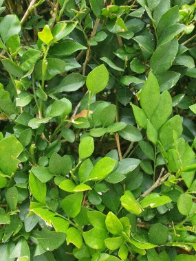 Ağacın yeşil yaprakları