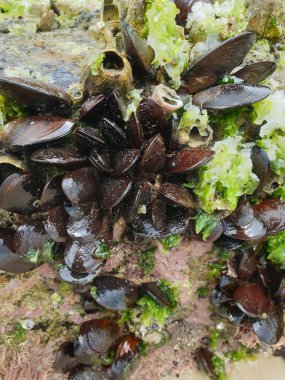 Kayalıklarda yosunlu midyeler.