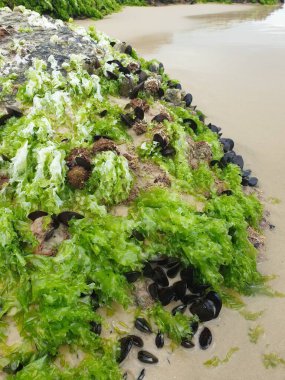 Deniz kıyısında yeşil yosunlar ve taşlar..