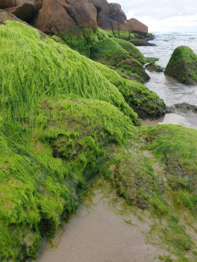 Kayalıklarda yeşil yosun