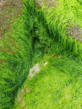 Yeşil algler sahilde