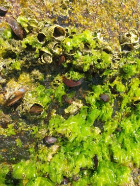 Kayalıklarda yeşil yosun