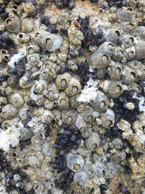 Kumsalda deniz kabukları