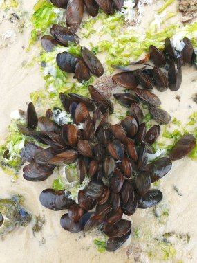 Sahilde midye ve deniz kabukları.