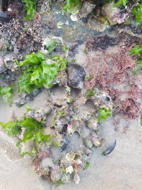 Sahilde deniz kabuğu