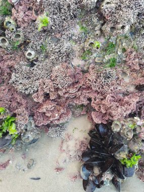 Güzel deniz manzarası, doğal arka plan