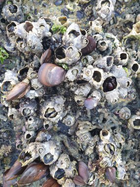 Deniz kabukları ve deniz kabukları kumun üzerinde yatıyor..