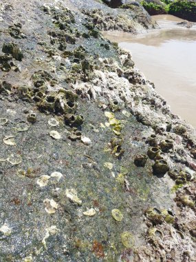 Sahilde deniz taşları