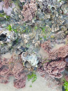 Balıklı güzel mercan kayalıkları