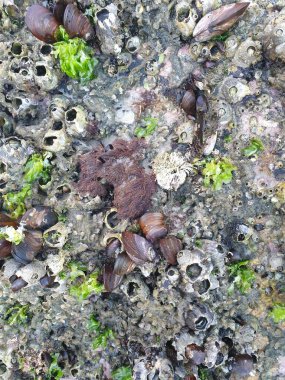 Deniz kabukları, deniz kabukları, deniz kabukları.