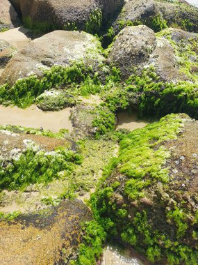 Deniz kıyısının güzel manzarası