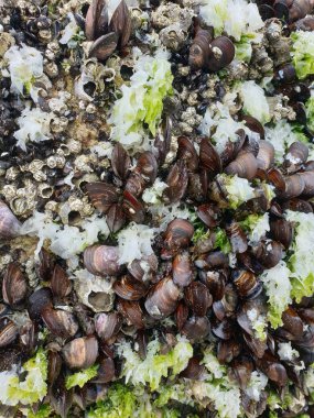 Kayalıklarda deniz kabukları