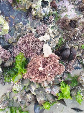 Deniz kıyısının güzel manzarası