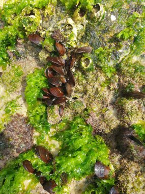 Su altı dünyasının güzel manzarası