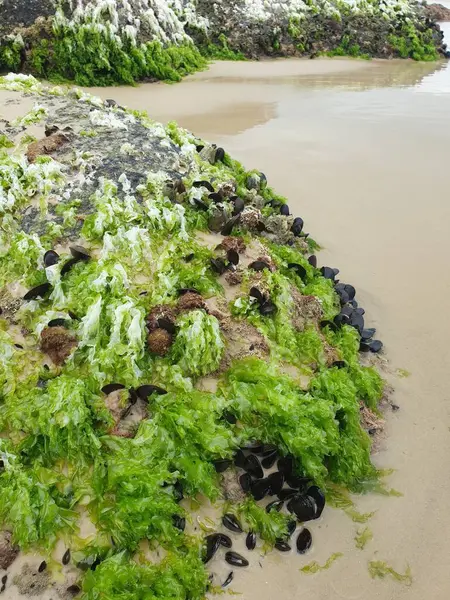 Sahilde yeşil yosun