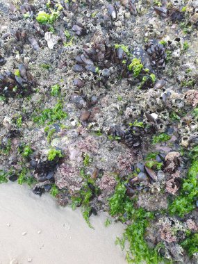 Deniz kıyısının güzel manzarası