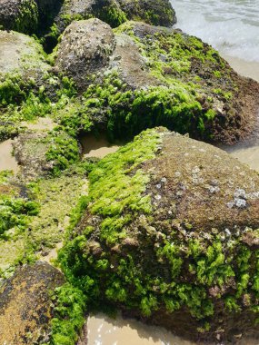 Deniz kıyısının güzel manzarası