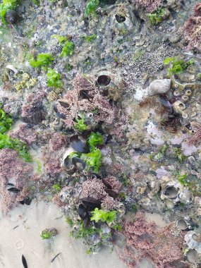 Sahilde bir sürü farklı deniz kabuğu var.