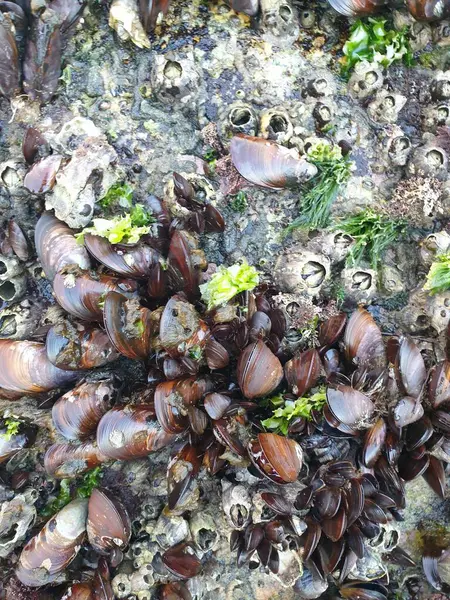 Sahildeki taze midyeleri kapatın.