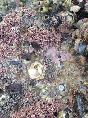 Kumsalda deniz kabuğu