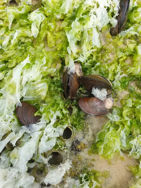 Kumsalın kumlarında taze deniz kabukları