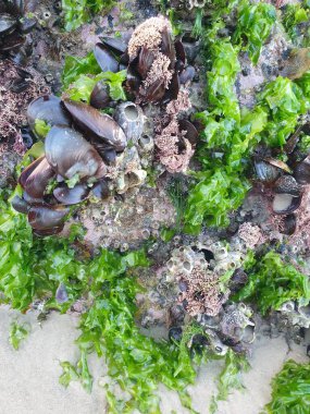 Kum üzerinde yosun ve yosun