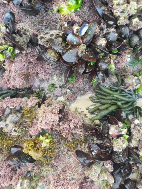 Deniz kıyısının güzel manzarası