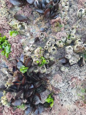 Akdeniz 'de deniz yaşamı