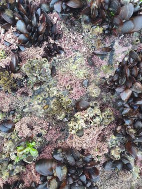 Kumsalda deniz kabukları