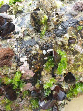 Deniz kabuğu Denizin kıyısında