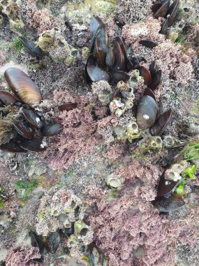 Sahilde deniz yaşamı