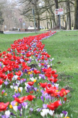 Parkta bahar çiçekleri.