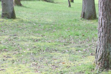 Ormanın güzel manzarası