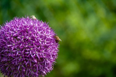 Mor çiçeğin üzerindeki arıya yaklaş
