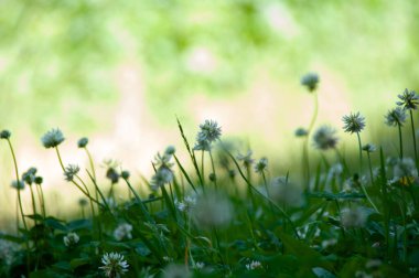 Yaz bahçesinde yeşil çimenler ve beyaz papatya çiçekleri