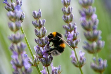 Bir arı, bahçedeki lavanta çiçeğinden polen toplar.