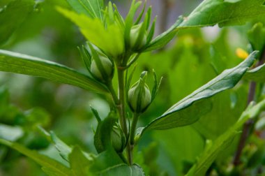 Bahçedeki güzel çiçekler