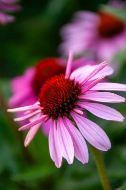 Bahçedeki güzel pembe çiçek