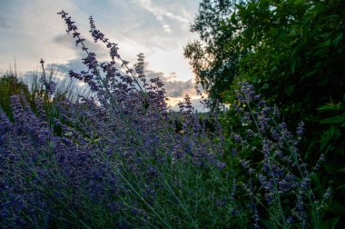 Yazın bahçede lavanta