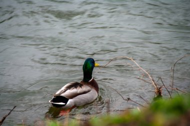duck swimming near the lake in autumn