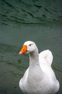 Güzel beyaz ördek suda yüzüyor.